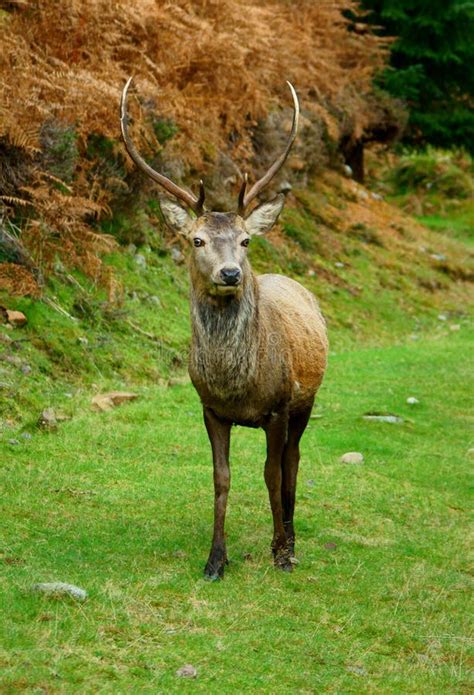 Sika Deer Stock Photo Image Of Autumn Hunting Buck 35238506