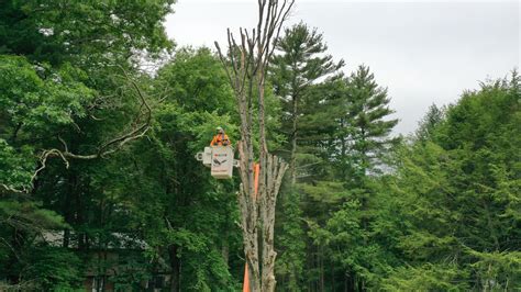 Tree Removal Gallery In Stoughton Ma Walnut Tree Service