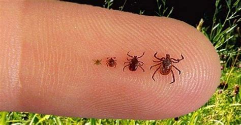 Je to najčastejšie ochorenie prenášané poštípaním kliešťom, ale aj krv sajúcim hmyzom ako sú komáre a niektoré muchy. Jednoduchý prírodný odpudzovač kliešťov, čo naozaj funguje ...