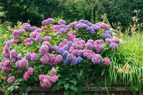 How To Change Hydrangea Color Blue Pink Or Purple Garden Design