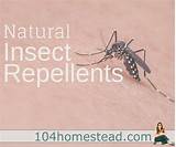 Insect Control Without Chemicals Photos