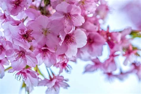 Once contact was made, the tree will slowly begin to mutate and develop a fleshy stalk. 22 Different Types of Cherry Blossoms and Interesting ...