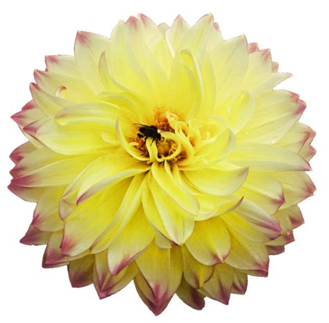 Dahlias Png Pic Background Png Play