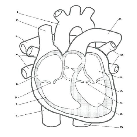 Simple Anatomical Heart Drawing At Getdrawings Free Download