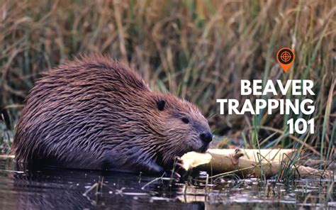 How To Trap Beavers 101 Rangefinder Now