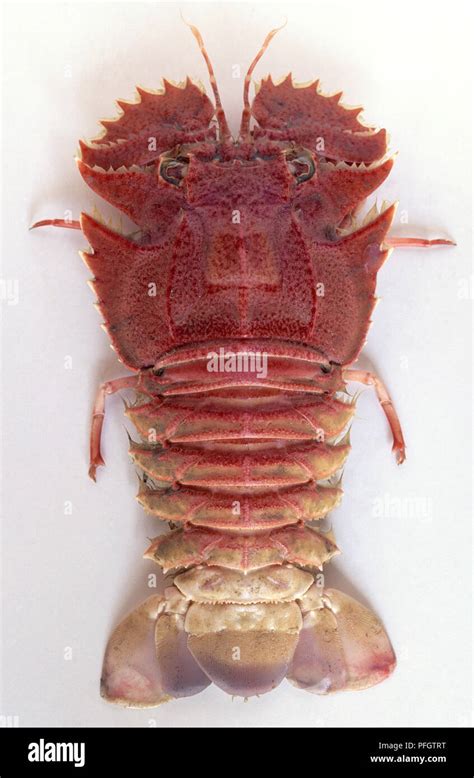 Australia Sydney Balmain Bug Crayfish Stock Photo Alamy