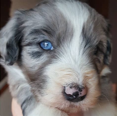 Blue Merle With Blues Eyes Aussiedoodle Puppy 3 Weeks Old