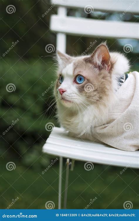 Cute Ragdoll Cat Sit On Chair Outside With Greens In Nature Open Big