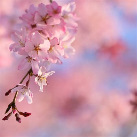 Cherry Blossom Avatar