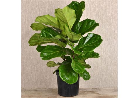 Also Called The Fiddle Leaf Fig Its Broad Leaves Resemble A Violin