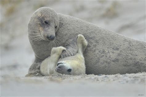 30 Cutest Baby Animals Cuddling With Their Moms Best Photography Art