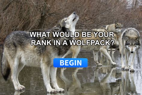 What Is Your Rank In A Wolf Pack Surveee