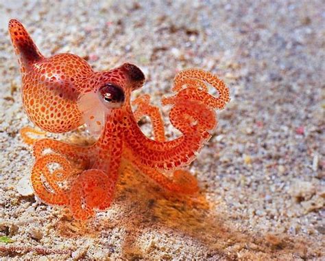 Cute Baby Octopus Pictures Babbies Gwp