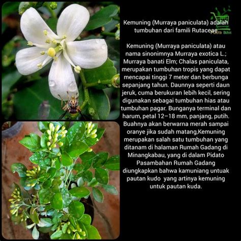 Jual Bibit Pohon Bunga Kemuning Putih Tanaman Herbal Shopee Indonesia
