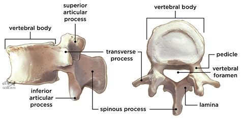 Spinal Anatomy James Langdon