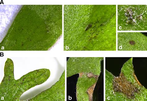 Alternaria Infectoria And Stemphylium Herbarum Two New Pathogens Of
