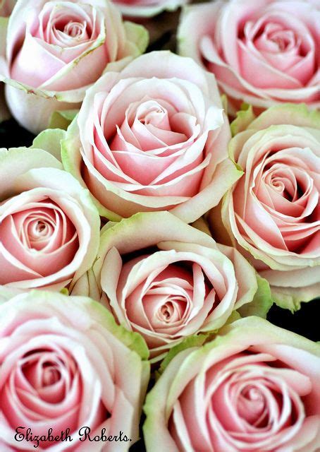 Beautiful Avalanche Roses For Stunning Floral Arrangements