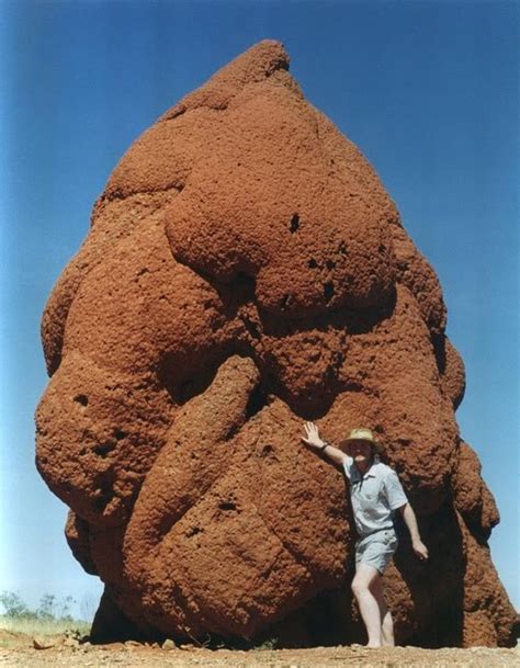 Tywkiwdbi Tai Wiki Widbee Termite Mound