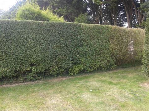 Privet Hedge Dying Backyard Privacy 10 Best Plants To Grow Bob Vila