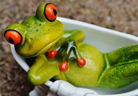 Frog Funny Bath Cute Concerns Relaxed Relax Figure Sweet Fun