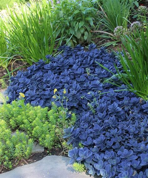 Blue Pearl Sunsparkler Sedum Plants Sedum Plant Hardy Plants