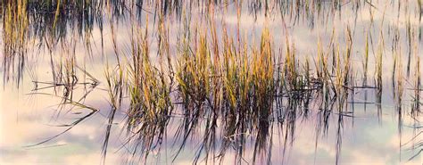 Marsh Grass At Sunrise Christopher Burkett