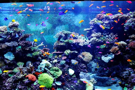 Free Images Water Underwater Coral Reef Stones Habitat Fishes