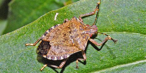 5 Pests That Look Like Ticks