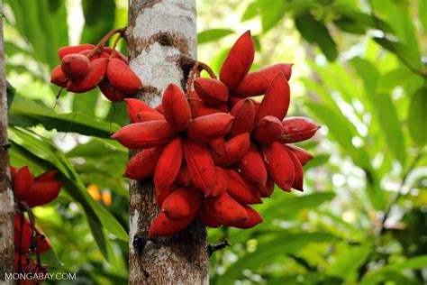 10 Rainforest Facts for 2017