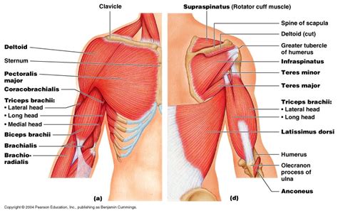 They produce the characteristic shape of the shoulder, and can be divided into two groups CH 09 Fiber Orientation in Naming Muscles