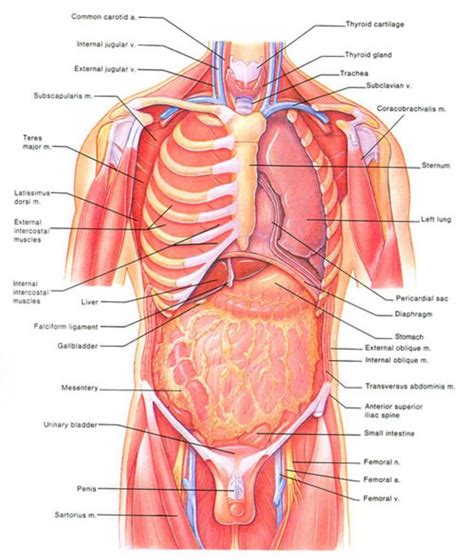 Ribs And Internal Organ Diagram Organ Anatomy Posterior Rib Anatomy