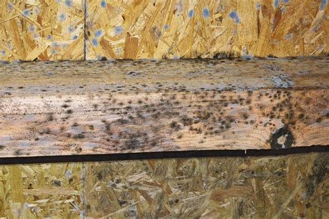 Mold removal from wood cabinets process. What is the Best Way to Kill Black Mold on Wood?