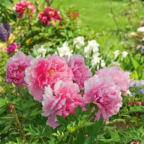 Discover The Delights Of Tree Peonies Paeonia
