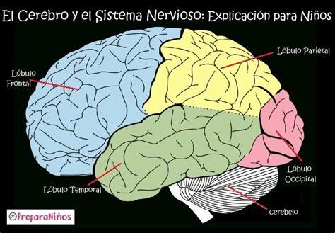 El Cerebro Partes Y Funciones Sistema Nervioso Humano Cerebro