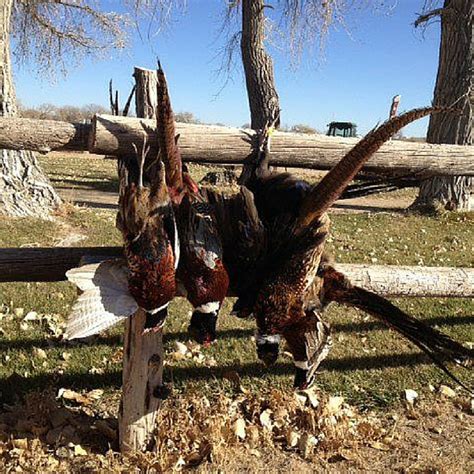 Utah Pheasant Hunting Gallery Pleasant Valley Hunting Preserve