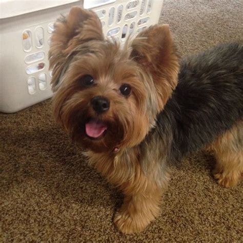 244 best YORKIES & POODLES= YORKIE POOS images on ...