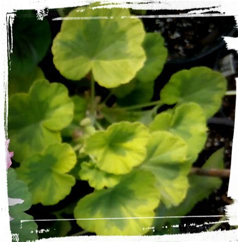 Check spelling or type a new query. Crystal Palace Gem | Crystal palace, Pelargonium, Herbs