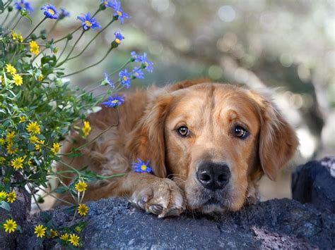Dogs are able to get depression like humans can and it might be the reason why your golden retriever seems to be sad. Download desktop wallpaper Golden retriever with sad eyes