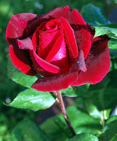 Bonita Rosa De Colores