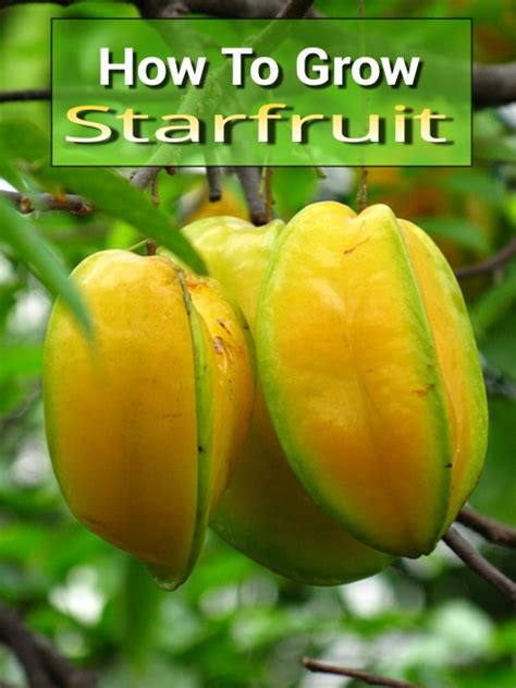 How To Grow Starfruit