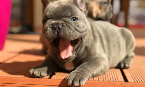 The Best French Bulldog Grooming Tips Frenchie Mag