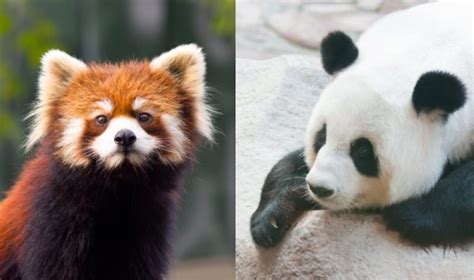 5 Fakta Panda Merah Hewan Unik Yang Bikin Bingung Para Ahli