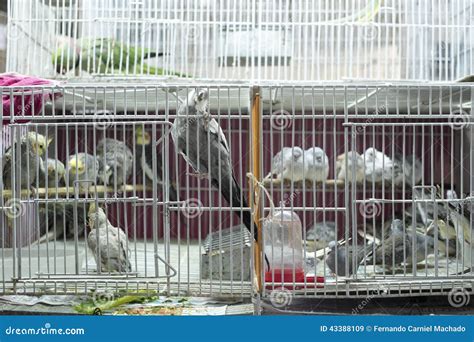 Parakeets In Cages For Sale Stock Image Image Of Commerce Living