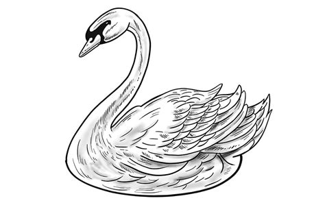 How To Draw A Swan An Easy To Follow Realistic Swan Drawing Tutorial