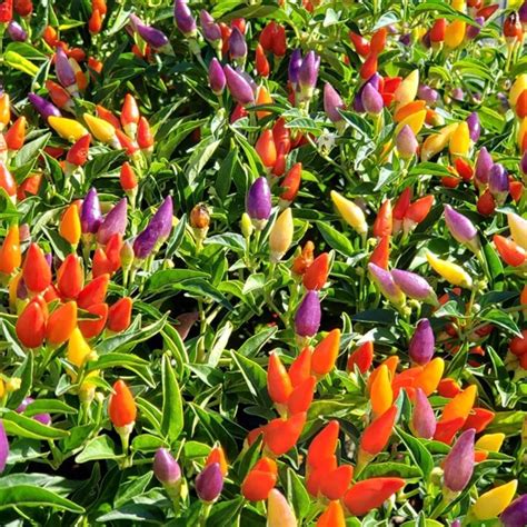Ornamental Peppers Capsicum Annuum Care And Growing Guide