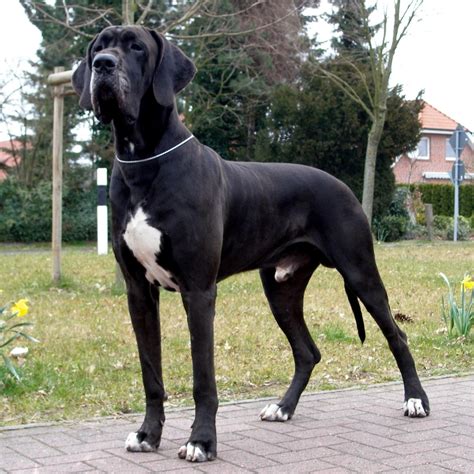 Great Dane Wallpapers Pictures Images