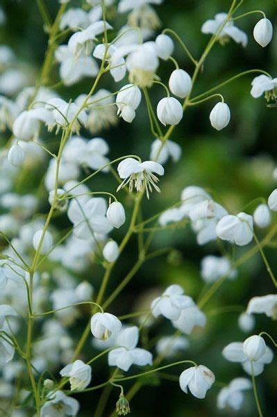 Consegna fiori bianchi a domicilio: Fiori Bianchi Vaso : Centrotavola Elegante Foto 40 40 ...