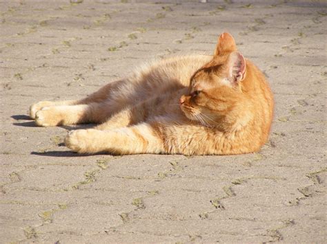 Orange Cat Chilling In The Sun Cc0photo