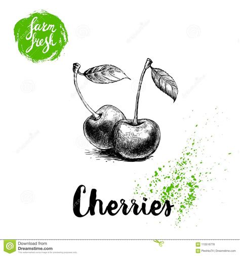 Hand Drawn Sketch Style Cherries Poster Group Farm Fresh Berries With