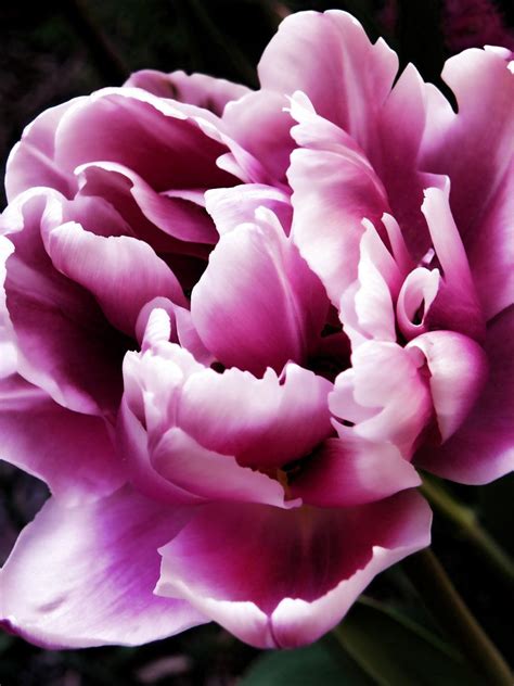 Heart with flowers coming out. Coming Out | Flower pictures, Flowers, Macro flower